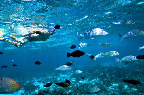Snorkel-Ningaloo