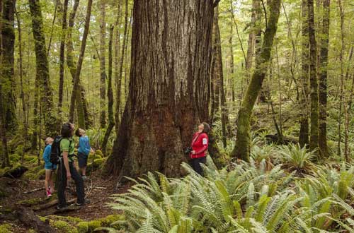 Big-Tree-Kepler-Track-new-zealand