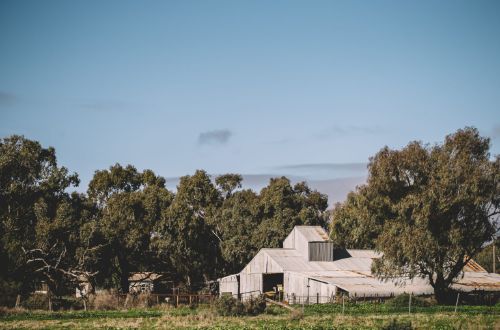 Callubri-Station-Woolshed-australia