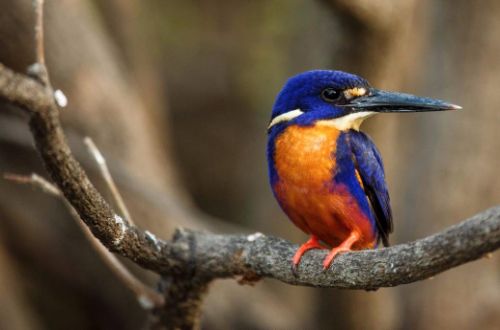 litchfield-kakadu-walk-bird
