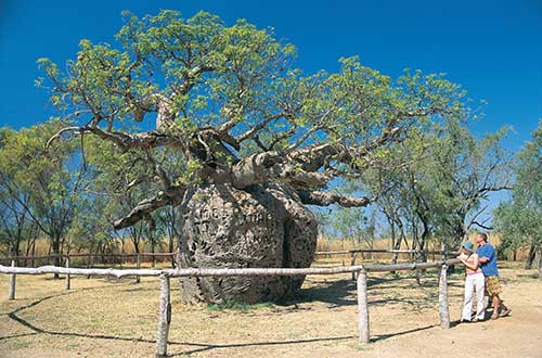 kimberley-western-australia-boab-tree-prison