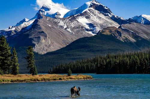 canada-jasper-national-park-walk-mountain-lake-and-wildlife