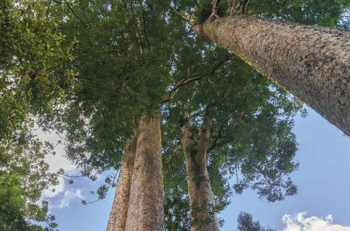 The-Coromandel-Walk-Kauri-grove-onlyluxe