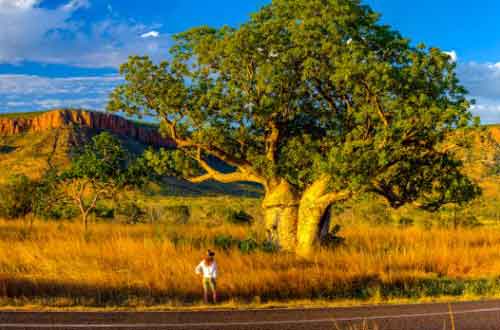 el-questro-boab-and-cockburn-range