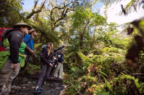 Fiordland-Walk-heritage-track