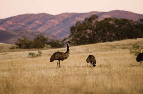 Flinders-Ranges-Australia-Emus