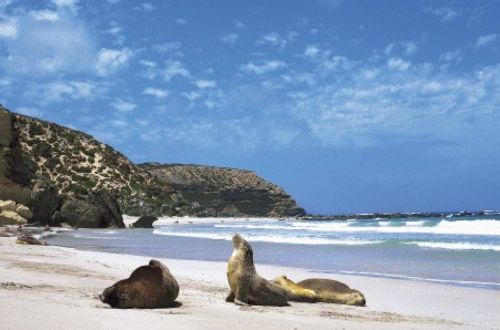 flinders-ranges-outback-kangaroo-island-walk-seal