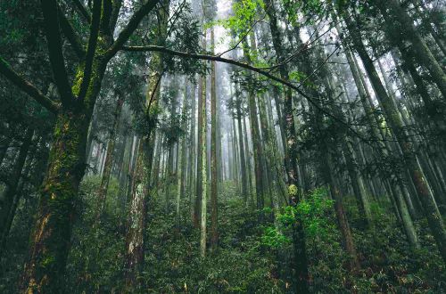 japan-walk-japan-alps-explore-nakasendo-trail-tsumago-forest