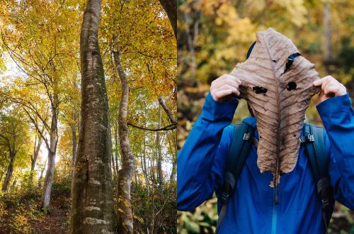 Shin-etsu-trail-walk-japan-forest-leaf-japan