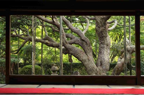 japan-tour-kyoto-nara-walk-and-cycle-hosen-in-temple