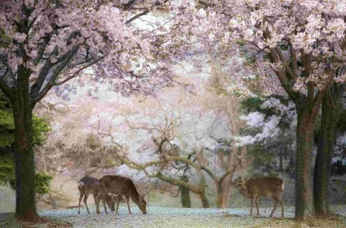japan-tour-kyoto-nara-walk-and-cycle-nara-park