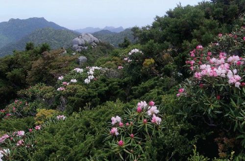 yakushima-mt-kuromidake-hiking