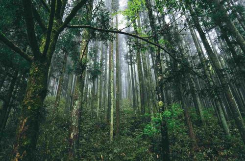 japan-walk-nakasendo-trail-forest-