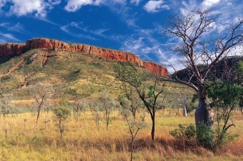 kimberley-trekking-Boab-Trees