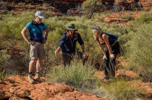 australia-tour-alice-springs-kings-canyon-uluru-walk-the-rim-walk-plant