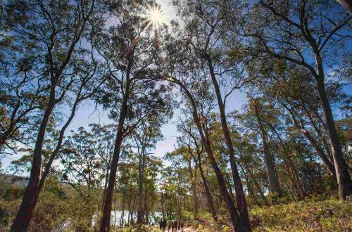 australia-walk-tasmania-island-walk