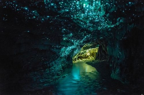 South-Island-New-Zealand-Gourmet-Walk-glow-worm-cave-te-anau