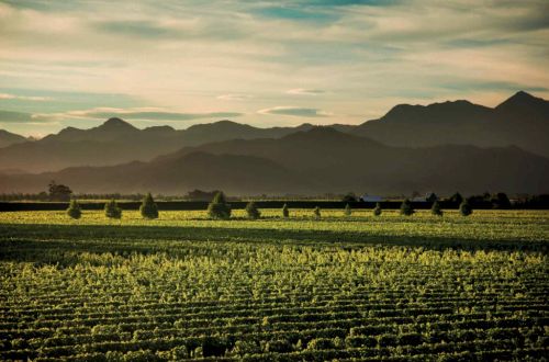 cloudy-bay-luxury-gourmet-tour-cloudy-bay-vineyard