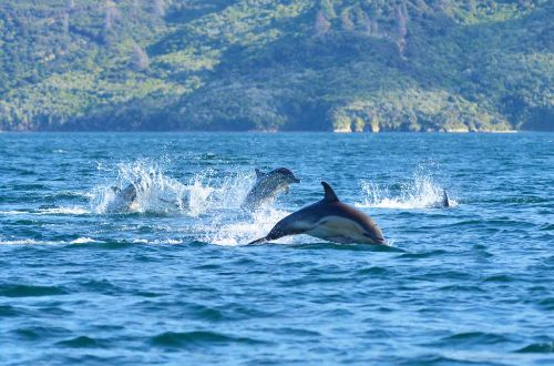 Queen-charlotte-kayking-dolphins