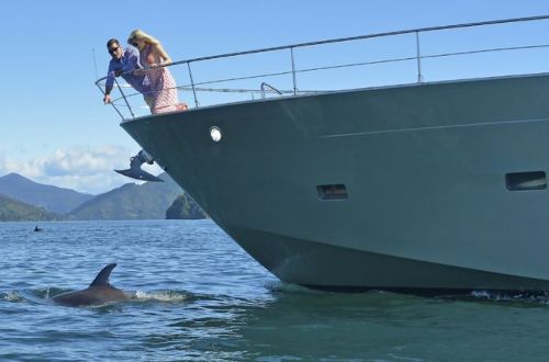 queen-charlotte-track-walk-cruise-watch-dolphin-new-zealand