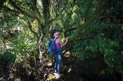SCENIC-RIM-TRAIL-WALK-queensland-bushwalk-plant