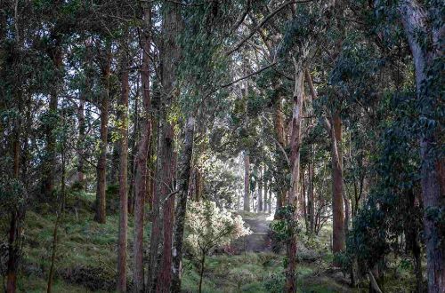 autralia-walk-scenic-rim-trail-main-range-bush-walking