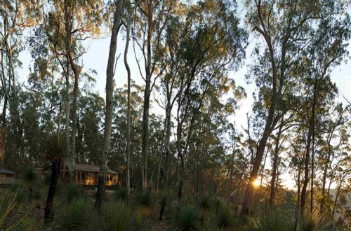 autralia-walk-scenic-rim-trail-main-range-bushland
