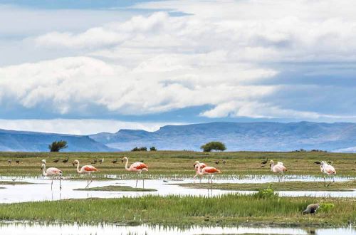 argentina-walk-el-chalten-wildlife