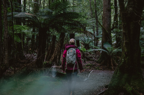 tarkine-wilderness-walk-tasmania