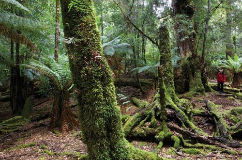 tarkine-wilderness-walk-tasmania