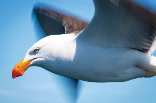 australia-walk-tasmania-wineglass-bay-seabird-