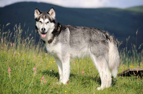 alaska-walk-denali-national-park-wolf-