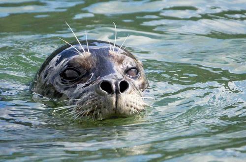 alaska-walk-kenai-fjords-national-park-steller-sea-lion