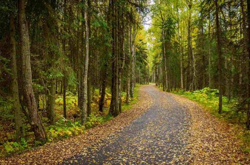 alaska-walk-kenai-fjords-national-park-walking-trail-