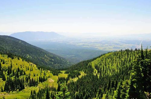 usa-walk-glacier-national-park-forest