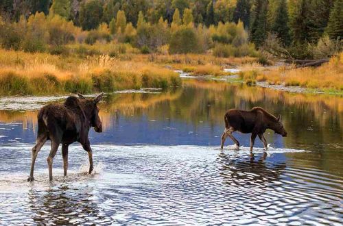 yellowstone-grand-teton-national-park-walk-wildlife-wild-moose