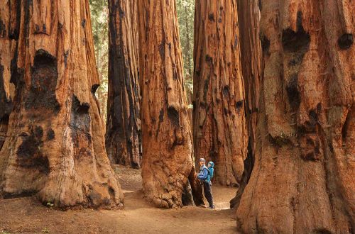 usa-walk-yosemite-national-park-giant-tree