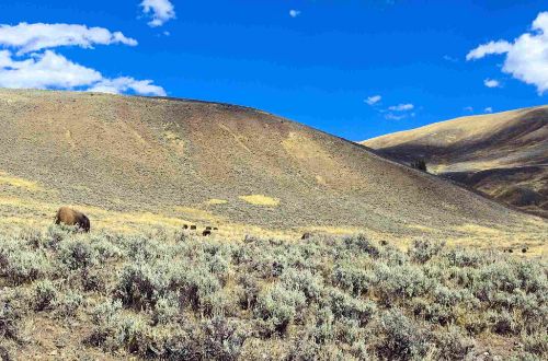 usa-walk-bison-in-autumn-lamar-valley