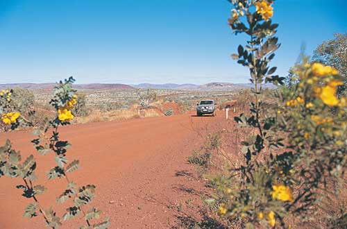 western-australia-karijini-national-park-roadside-flowers