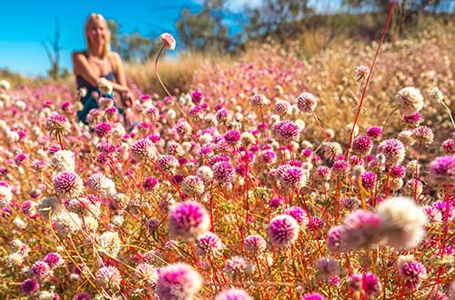 western-australia-karijini-wildflowers