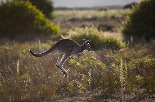 wilsons_promontory_walk-kangaroo