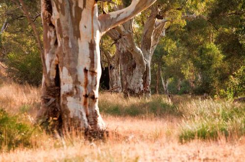 flinders_ranges_outback_walk