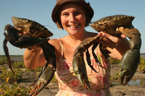 Cobourg-Peninsula-Mud-Crabs