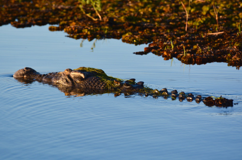 Corroboree Billabong Crocodiles